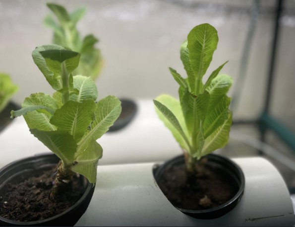 Lettuce growth progress