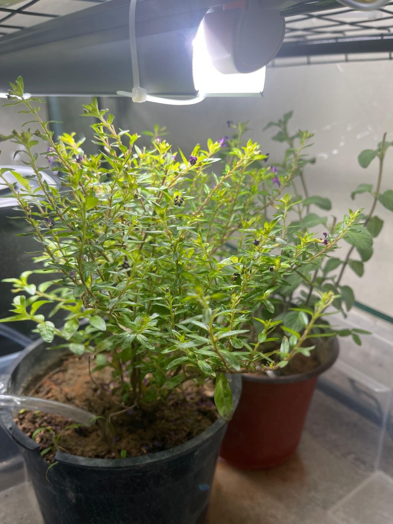 Lavender and thyme herbs