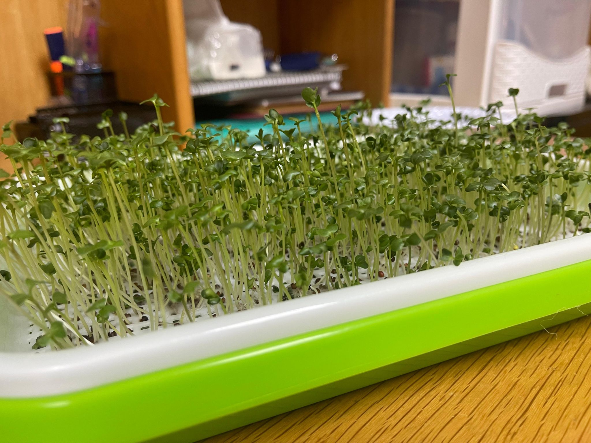 Microgreens tray